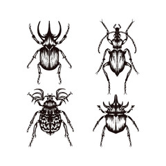 Highly Detailed Insects Sketches. Hand Drawn Beetles Vector Set