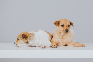 Small puppies resting in a bed in the studio.