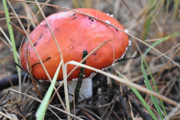 fly agaric