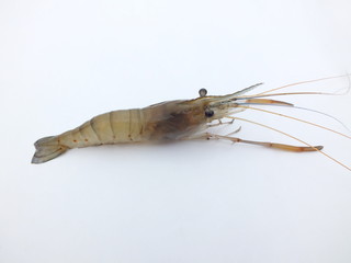 Shrimp,freshwater prawn,(Macrobrachium rosenbergii,dacqueti ) on white background.
