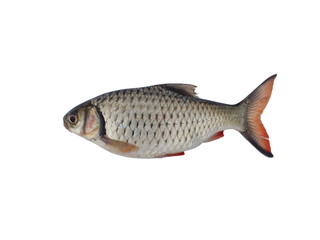 Fresh fish, hard-lipped barb, lipped barb, nilem carp, orange shark (Osteochilus vittatus) isolated on white background 