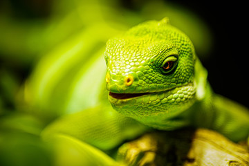 green lizard portrait