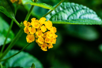 Yellow Lantana camara with green leaves in the garden botanic outdoor during summer