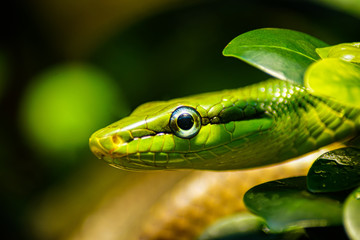 portrait of a snake