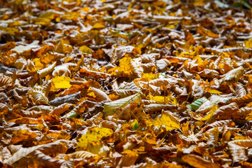 Abstract background of yellow autumn oak leaves lie curled up on the ground. Soft focus real forest. Habitat foliage