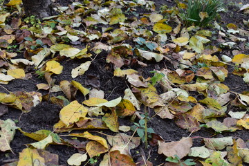 tree leaves