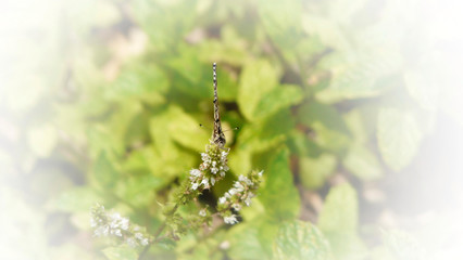 One butterfly with is black white cream and orange colors posing on mint plant in a selective focus photography by day