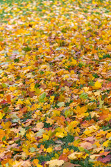 Yellow and orange maple leaves  fallen on top of grass, autumn foliage