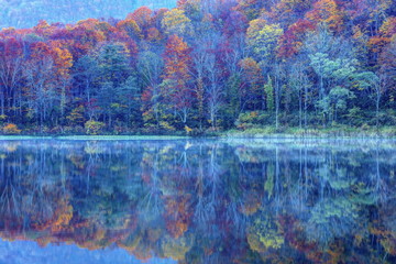 蓮華白池の紅葉