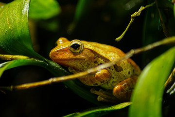 frog portrait