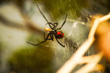black widow 