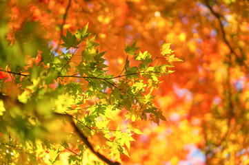 紅葉