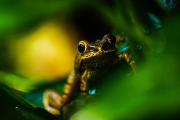 frog portrait