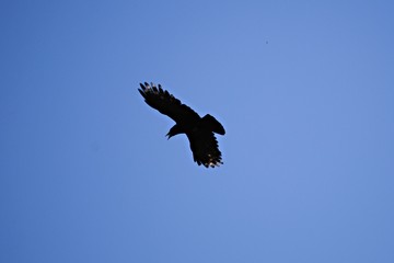 Obraz premium Corbeau