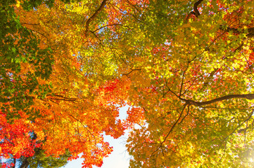 紅葉