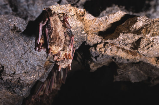 A wild some bats hangs in a dream on the ceiling of a stone cave. Little bats in the North Caucasus