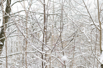 Branches of trees covered with snow in winter forest. Natural background