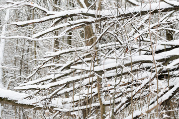 Branches of trees covered with snow in winter forest. Natural background