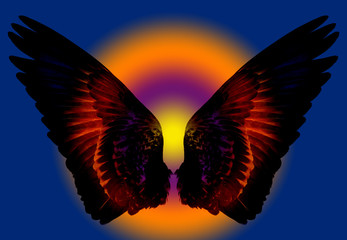 wings of bird on colors background