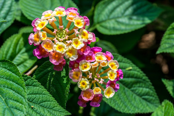 Lantana camara multi color with green leaves in the garden botanic