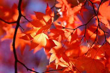 紅葉
