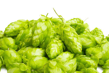 hop cones isolated