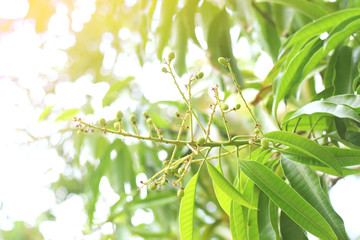 Mango flowers blooming in summer	