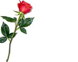 Beautiful red rose isolated on white background