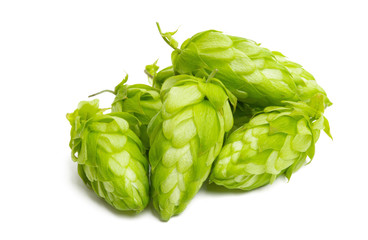 hop cones isolated