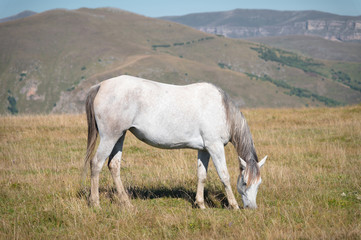 Obraz premium Wildly grazing white horse on an alpine pasture of the North Caucasus. Farm Mining Concept