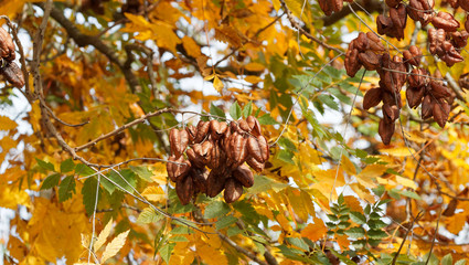 (Koelreuteria paniculata) Golden Rain Tree with inflated pod ripening from orange, pink and dark brown to black in autumn