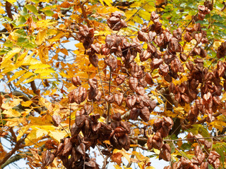 Seed pod and leaves with fall colors of Golden Rain Tree (Koelreuteria paniculata)