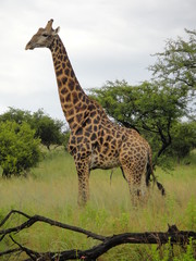 giraffe in south africa