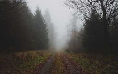 dunkler feldweg bei nebel