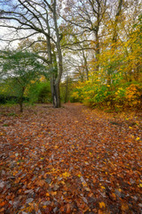 Gdansk, Poland, autumn - fragment of the Oliwa Park in the Gdansk Oliwa district