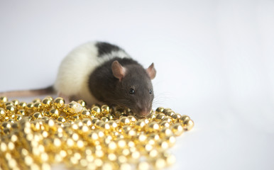 New Year concept. Cute white domestic rat in a New Year's decor. Symbol of the year 2020 is a rat