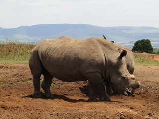Naklejka premium white rhino