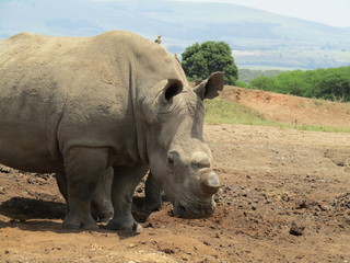 Obraz premium rhino wih shaved horn