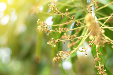 Mango flowers blooming in summer	