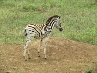 baby zebra in africa