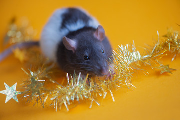 New Year concept. Cute white domestic rat in a New Year's decor. Symbol of the year 2020 is a rat