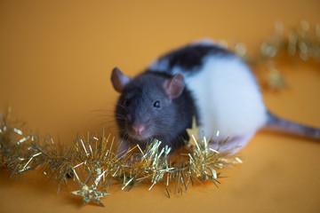 New Year concept. Cute white domestic rat in a New Year's decor. Symbol of the year 2020 is a rat