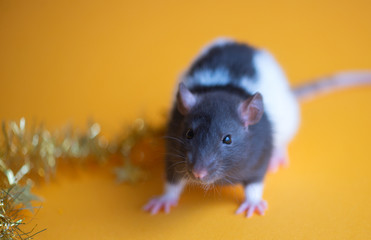 New Year concept. Cute white domestic rat in a New Year's decor. Symbol of the year 2020 is a rat