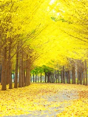  北海道の秋風景 美しいイチョウ並木 © hiro cafe