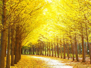 Paysage d& 39 automne d& 39 Hokkaido Belle rangée d& 39 arbres de ginkgo