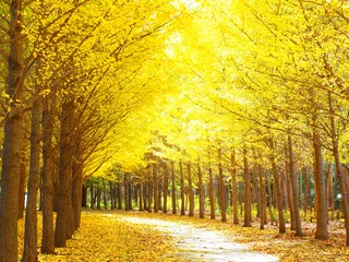 Fotobehang Herfstlandschap van Hokkaido Prachtige rij ginkgobomen © hiro cafe