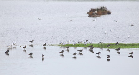 Flock of birds in Seaton Wetlands, Devon