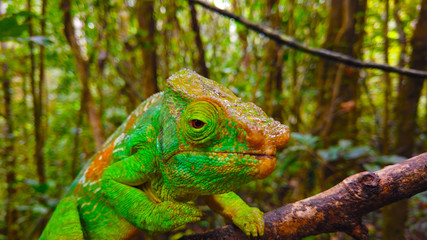 Angled Portrait of Green Chameleon Eye CALUMMA GLOBIFER