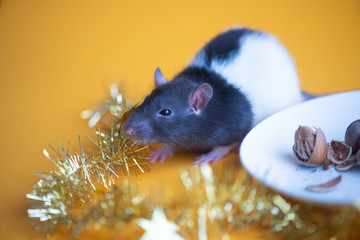 New Year concept. Cute white domestic rat in a New Year's decor. Symbol of the year 2020 is a rat
