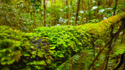 Moss Growing on Horizontal Log